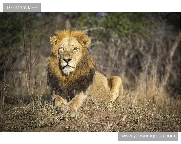 塞内加尔队最新大名单公布非洲雄狮豪阵出击备战世界杯资格赛 塞内加尔队最新大名单公布非洲雄狮豪阵出击备战世界杯资格赛